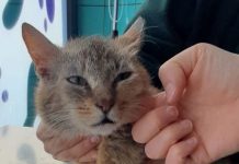 Marzia, ancora in adozione. Enpa Valdarno: “Chiede solo un posto sicuro dove essere amata”