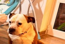 Terranuova, Leonessa, american bully di 10 anni, investita e scomparsa
