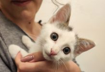 Emergenza adozioni: tanti gatti ancora in attesa di una famiglia. Enpa Valdarno: “Adozioni bloccate. Recupero continuo di incidentati”