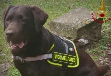 Il Comando provinciale di Arezzo saluta e ringrazia il cane Vigile del Fuoco Allyson, deceduta oggi