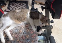 Ennesimo atto di violenza contro gli animali: a Montalto gatto colpito da pallini. Enpa: “Atto ingiustificabile”